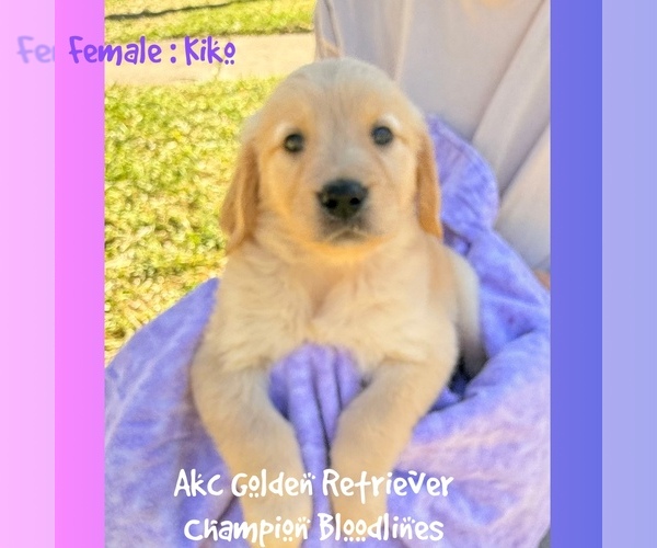 Medium Photo #1 Golden Retriever Puppy For Sale in SUGAR LAND, TX, USA