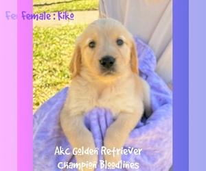 Golden Retriever Puppy for sale in SUGAR LAND, TX, USA