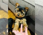 Small Photo #4 Yorkshire Terrier Puppy For Sale in PLANO, TX, USA