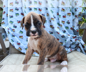 Boxer Puppy for sale in SHILOH, OH, USA