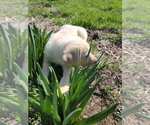 Small Photo #5 Labrador Retriever Puppy For Sale in CHARITON, IA, USA