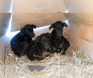 Labmaraner Puppy for sale in GAINESVILLE, KY, USA