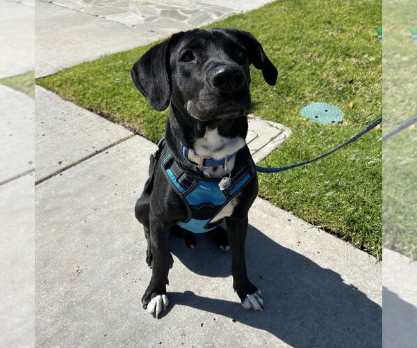 Medium Photo #1 Labrador Retriever-Unknown Mix Puppy For Sale in Oceanside, CA, USA