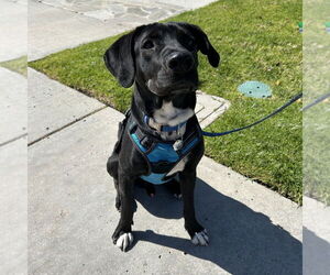 Labrador Retriever-Unknown Mix Dogs for adoption in Oceanside, CA, USA