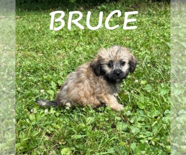 Medium Photo #2 Shih-Poo Puppy For Sale in HARTLAND, MN, USA
