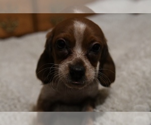 Beagle-Cock-A-Poo Mix Puppy for Sale in WEBSTER CITY, Iowa USA