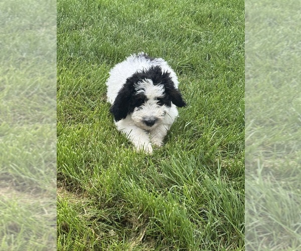 Medium Photo #11 Bernedoodle Puppy For Sale in LONGMONT, CO, USA