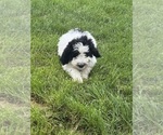 Small #10 Bernedoodle