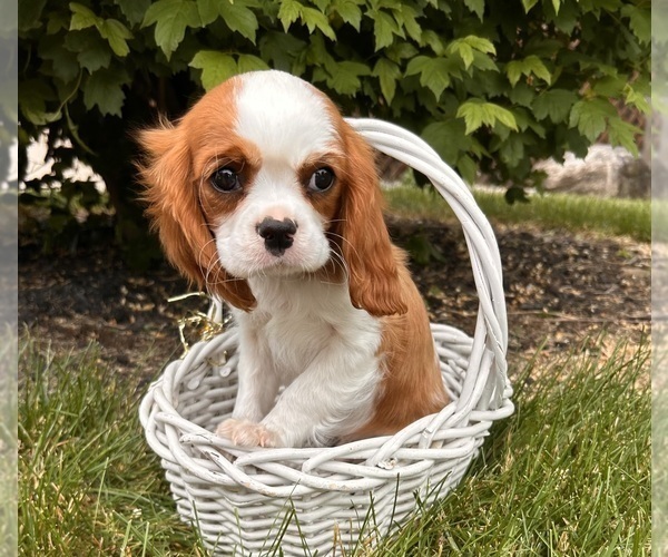 Medium Photo #2 Cavalier King Charles Spaniel Puppy For Sale in MIDDLEBURY, IN, USA