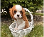 Small #1 Cavalier King Charles Spaniel