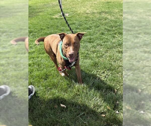 Medium Photo #2 Mutt Puppy For Sale in West Valley, UT, USA