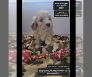 Maltipoo (Toy) Puppy for sale in TUCSON, AZ, USA