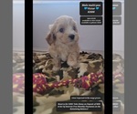 Small Maltipoo (Toy)