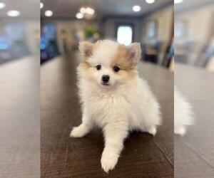 Pomeranian Puppy for sale in COTTONTOWN, TN, USA