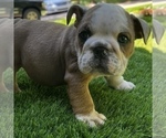 Small Photo #18 Bulldog Puppy For Sale in STOCKBRIDGE, GA, USA