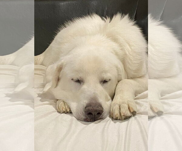 Medium Photo #9 Great Pyrenees Puppy For Sale in Bountiful, UT, USA