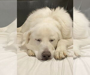Darby - Male Great Pyrenees Dog for Adoption - Photo #9