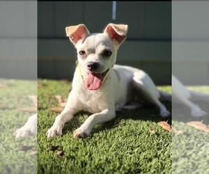 Chihuahua Dogs for adoption in Santa Barbara, CA, USA