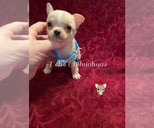 Chihuahua Puppy for Sale in TRACY, California USA