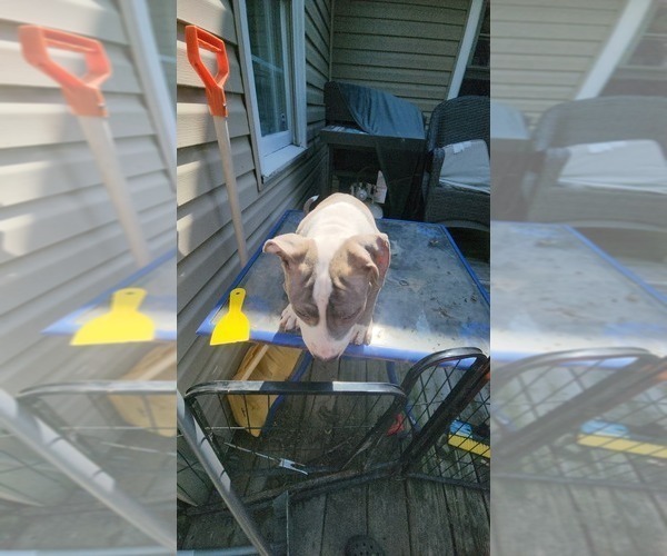 Medium Photo #47 American Bully Puppy For Sale in HARRISBURG, PA, USA