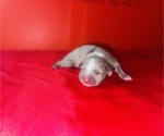 Small Photo #11 American Bully Puppy For Sale in TRENTON, NJ, USA