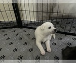 Puppy Puppy 4 Siberian Husky