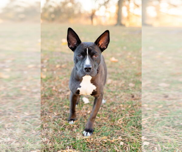 Medium Photo #2 Mutt Puppy For Sale in Crete, IL, USA