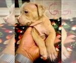 Small Photo #26 American Bully Puppy For Sale in LAKE STATION, IN, USA