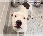 Small #1 American Bulldog Mix