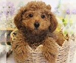 Small #4 Poodle (Toy)