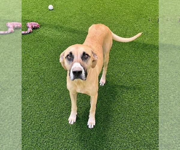 Medium Photo #5 Black Mouth Cur-Unknown Mix Puppy For Sale in Rockwall, TX, USA