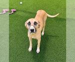 Small #4 Black Mouth Cur Mix