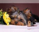 Small Photo #9 Yorkshire Terrier Puppy For Sale in RANCHO BERNARDO, CA, USA