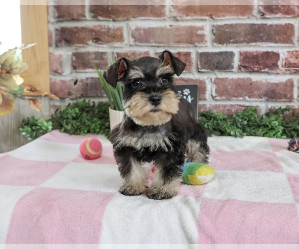 Medium Photo #1 Schnauzer (Miniature) Puppy For Sale in SYRACUSE, IN, USA