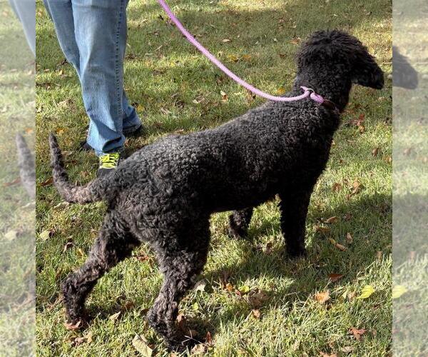 Medium Photo #4 Poodle (Miniature)-Unknown Mix Puppy For Sale in Yardley, PA, USA