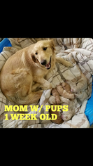 Mother of the Goldendoodle puppies born on 03/11/2018