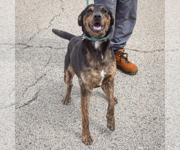 Medium Photo #4 Catahoula Leopard Dog-Rottweiler Mix Puppy For Sale in Huntley, IL, USA
