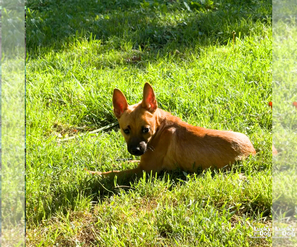 Medium Photo #7 Mutt Puppy For Sale in Washington, DC, USA