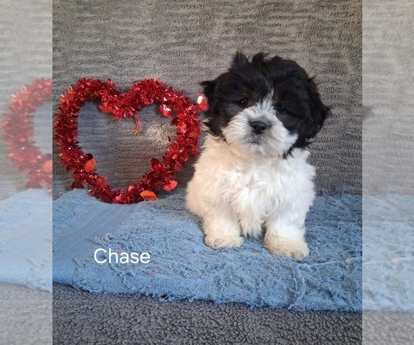 Medium Photo #2 Zuchon Puppy For Sale in MOUNT PLEASANT, MI, USA