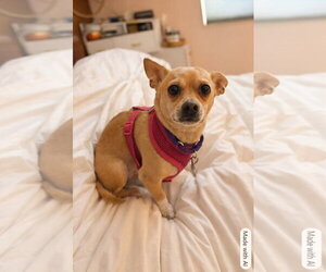 Chihuahua-Unknown Mix Dogs for adoption in San Francisco, CA, USA