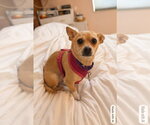 Small Chihuahua Mix
