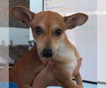 Small Chihuahua Mix