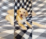 Puppy Cider Labrador Retriever