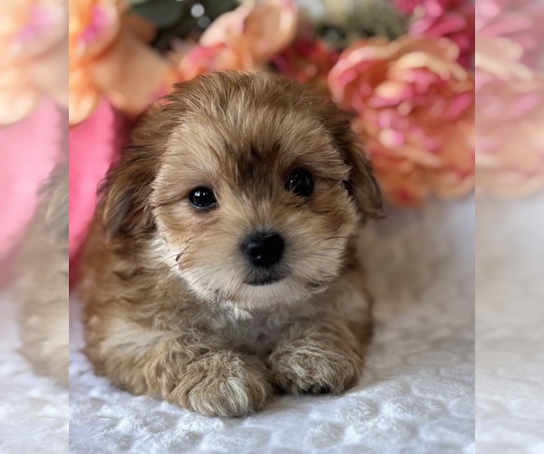 Medium Photo #5 Morkie Puppy For Sale in ROCK STREAM, NY, USA