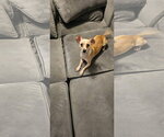 Small Photo #3 Chihuahua-Unknown Mix Puppy For Sale in Oakhurst, NJ, USA