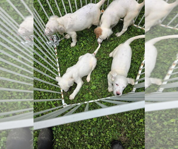 Medium Photo #1 English Setter Puppy For Sale in BEAVER FALLS, PA, USA