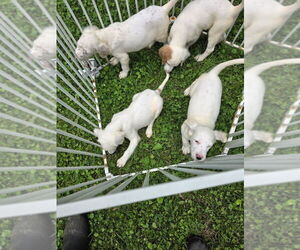 English Setter Puppy for sale in BEAVER FALLS, PA, USA
