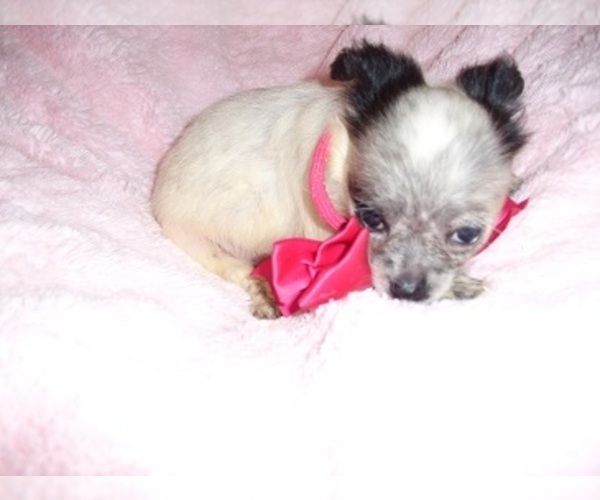 Medium Photo #5 Chihuahua Puppy For Sale in JACKSON, MS, USA