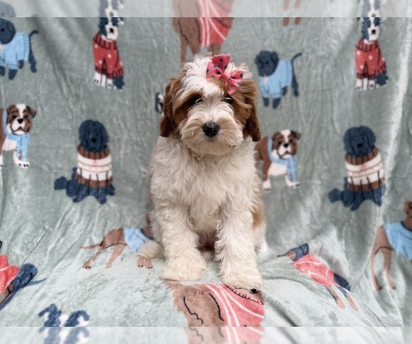 Medium Photo #2 Cavapoo (Miniature) Puppy For Sale in LAKELAND, FL, USA