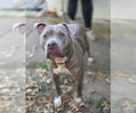 Small #23 American Staffordshire Terrier Mix
